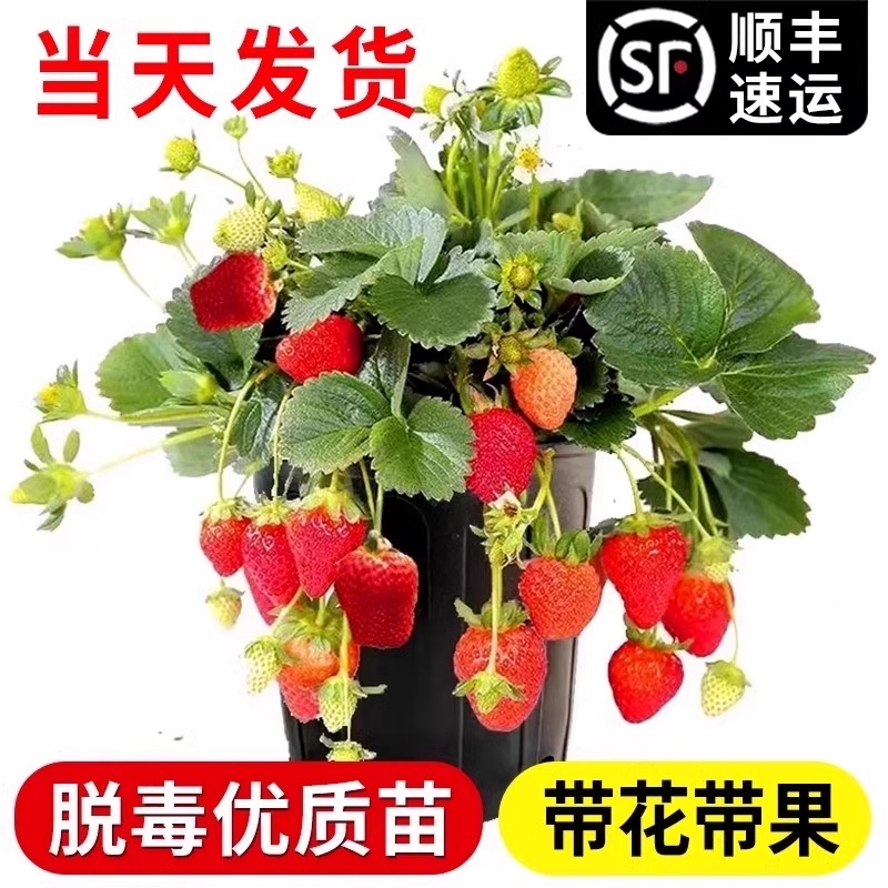 草莓苗四季草莓穴盘苗奶油红颜当季新苗草莓盆栽原土发货天使秧苗