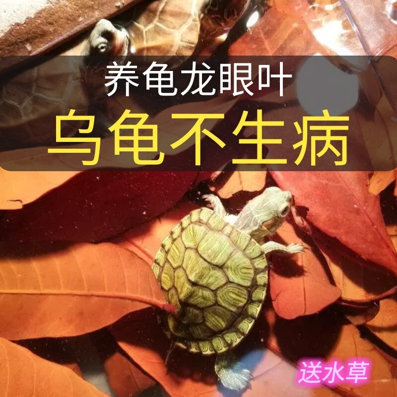 龙眼叶养龟预防腐皮红色绿色南美缸造景躲避草乌龟专用龙眼叶大片
