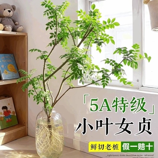 小叶女贞水培老桩造型树毛叶丁香室内花卉绿植物四季常青鲜切枝条