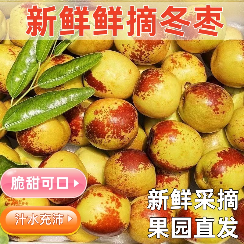 正宗冬枣脆甜新鲜大果应季整箱枣子现摘脆枣冰糖大枣5斤当季水果
