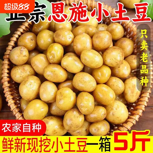 恩施小土豆农家正宗新鲜