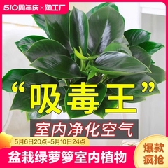 金钻盆栽绿萝箩室内植物花卉水培绿植客厅好养多肉新房去甲醛阳台