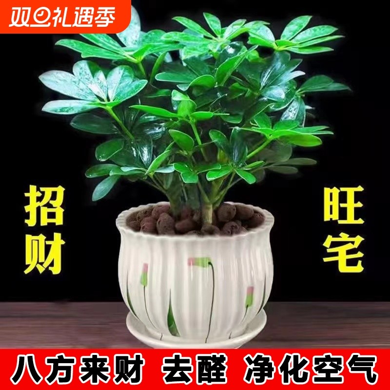 八方来财摇钱树鸭脚木盆栽四季常青桌面花卉盆景发财树客厅招财