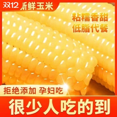 东北玉米黄糯玉米棒新鲜真空装包香甜粘黏糯黄粗粮早餐代餐好吃