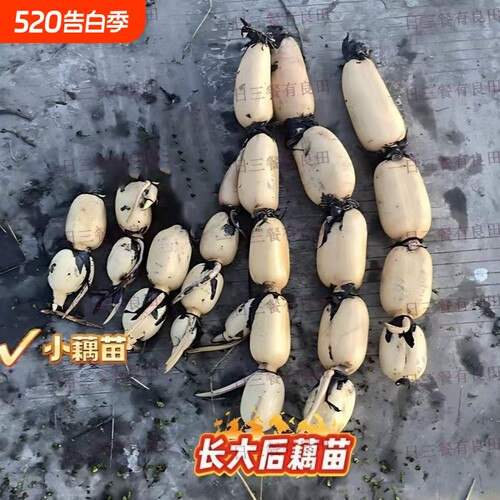 食用粉藕脆藕藕种藕苗莲藕种根苗缸桶水田高产莲花莲菜菜藕苗观赏