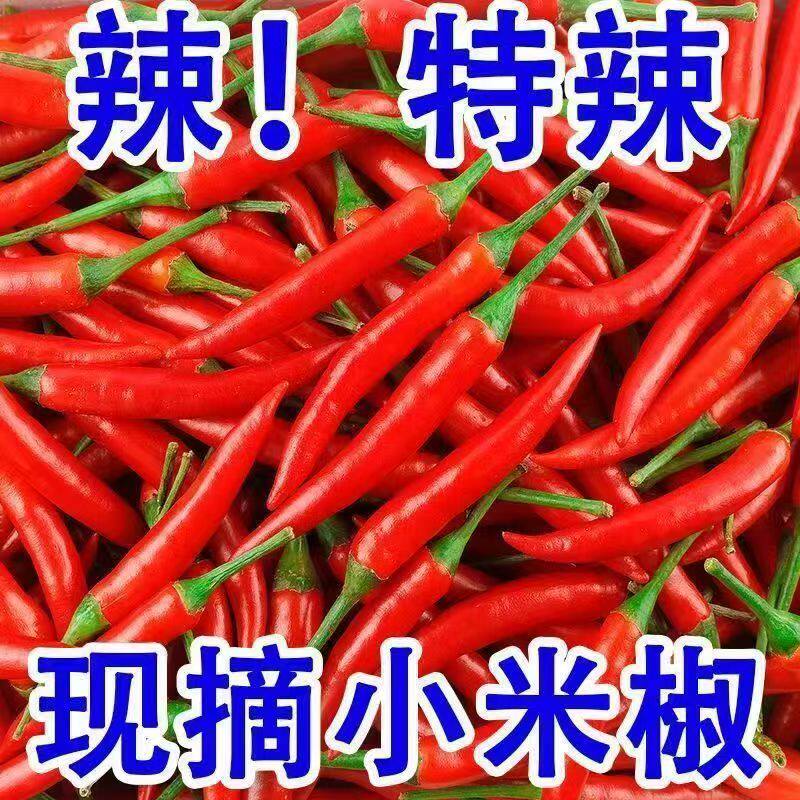 小米辣椒新鲜特辣小米椒朝天椒土红辣椒指天椒批发腌制辣椒酱图片