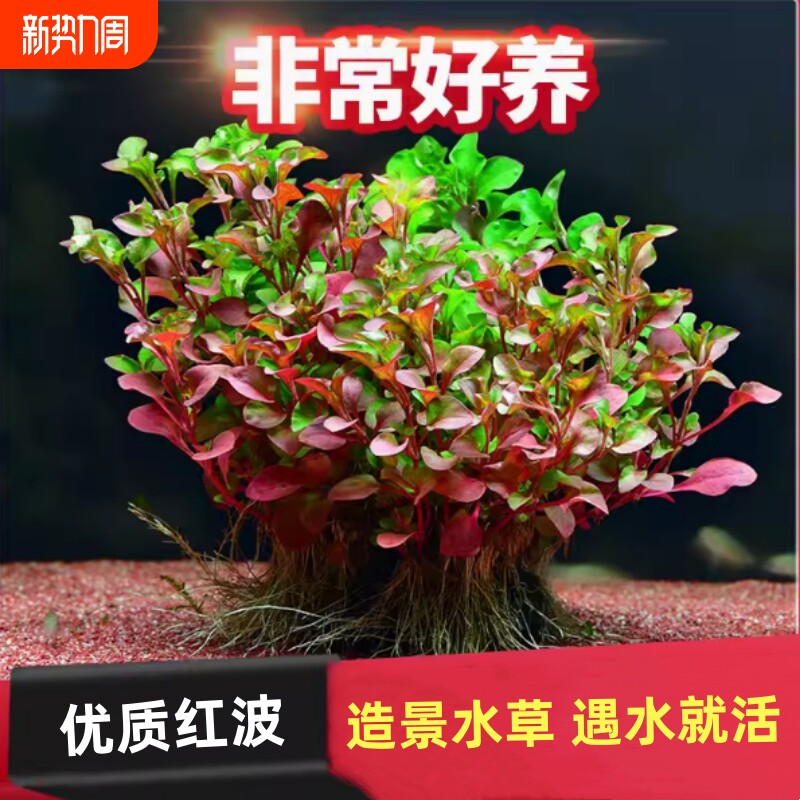 红波水草红色后景水草植物龟鱼缸造景懒人无底砂后景草沉底定植