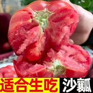 露天沙瓤西红柿正宗新鲜现摘当季蔬菜自然熟沙瓤大小番茄生吃水果