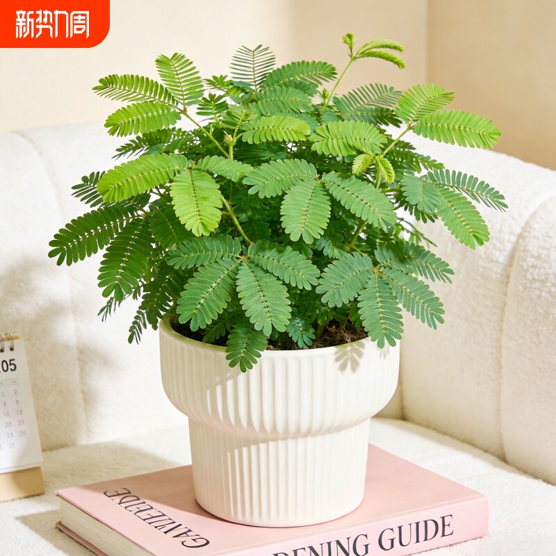 含羞草盆栽办公室桌面四季小绿植室内阳台害羞草趣味植物四季好养