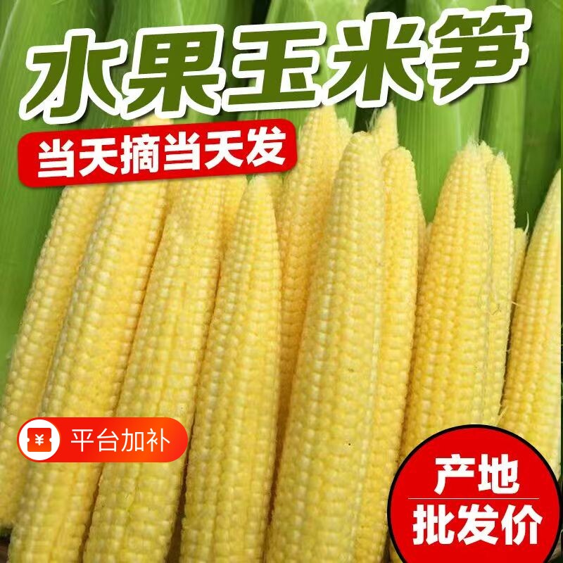 玉米笋新鲜带皮串串专用麻辣烫火锅脆嫩迷你玉米芯甜玉米时令现摘