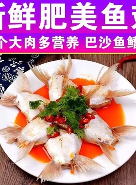 巴沙鱼鳍新鲜冷冻鱼翅鱼鳍回鱼下巴巴沙鱼翅鱼下巴家庭装鱼翅冷冻