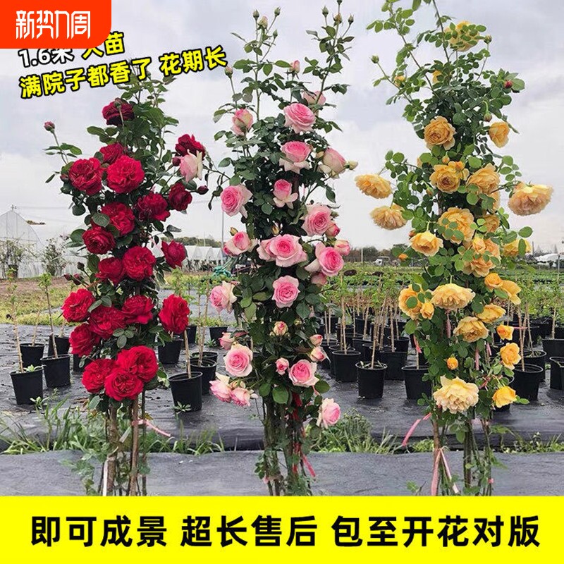 1米6蔷薇花苗藤本月季爬藤绿植物阳台花卉盆栽月季花庭院月季花苗