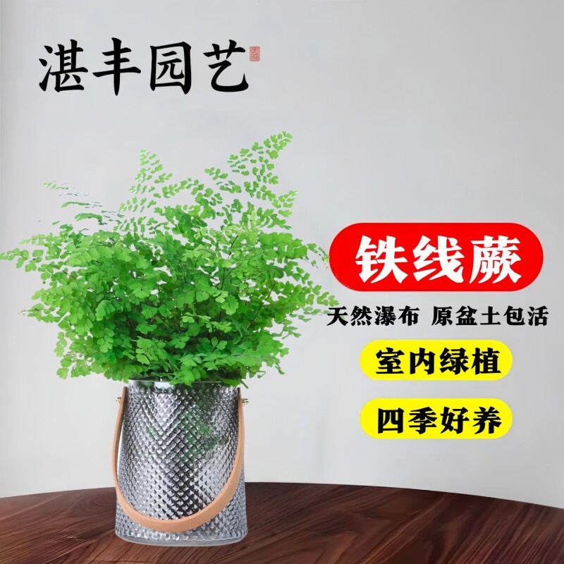 铁线蕨盆栽水培扇叶飞雪铁线蕨小苗绿植室内植物摆件净化空气好养