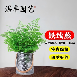 铁线蕨盆栽水培扇叶飞雪铁线蕨小苗绿植室内植物摆件净化空气好养