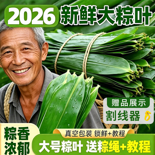 新鲜粽子叶粽叶大粽叶棕叶野生纯天然大粽叶子包粽子箬叶现摘真空