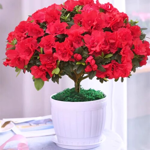 基地直销 新品特惠