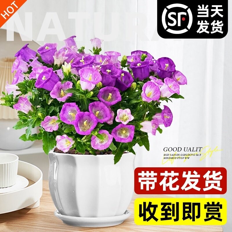 风铃花盆栽带花苞风铃草酒杯阳台鲜花绿植紫色风铃花苗室内重瓣