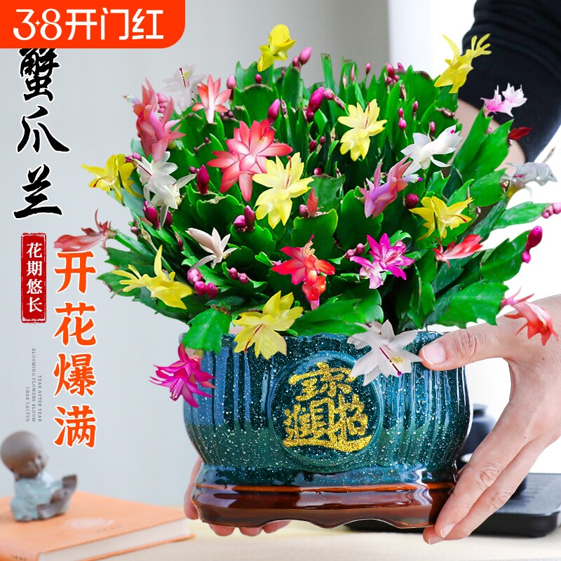 蟹爪兰盆栽带花苞多色花卉室内阳台绿植净化空气好养多季开花不断