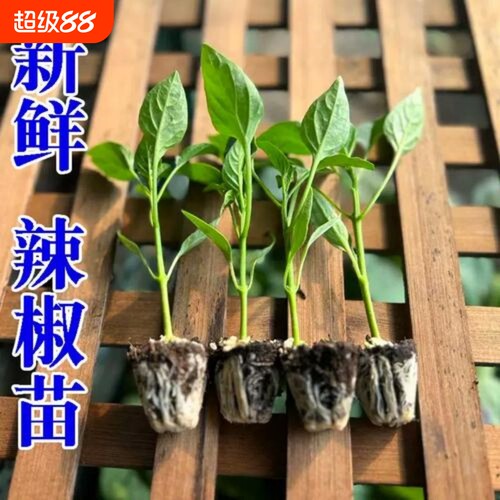 高产大牛角椒苗辣椒秧苗牛角尖椒蔬菜苗羊角辣椒微辣辣椒秧苗