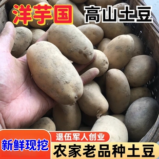 土豆新鲜老品种粉糯黄心洋芋贵州高山土豆农家自种马铃薯
