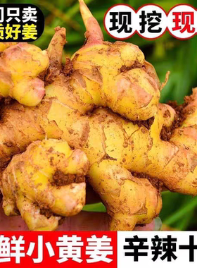 云南小黄姜正宗现挖生姜姜小黄姜新鲜生姜云南沙姜土姜食用小黄姜