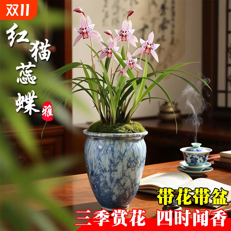 名贵建兰带花苞红猫蕊蝶四季兰花苗室内好养浓香花卉带盆栽好绿植