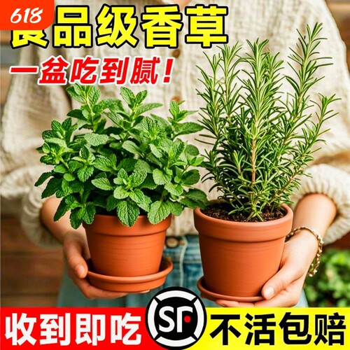 薄荷迷迭香盆栽可食用薄荷叶绿植室内桌面四季好养小苗驱蚊大盆