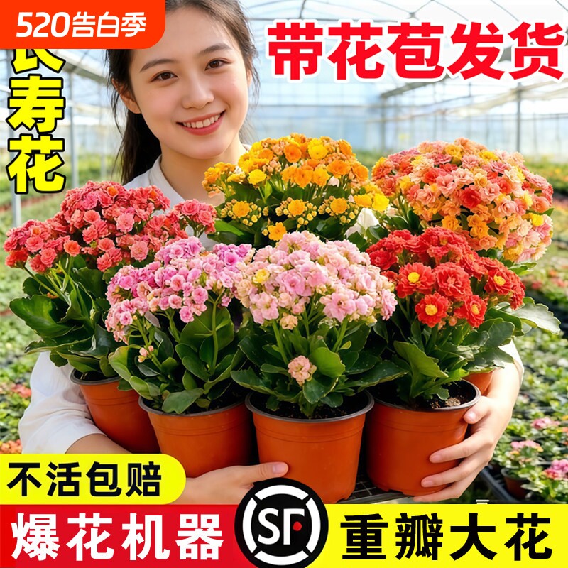 优选复瓣长寿花盆栽重瓣特大A花苗好养易活室内花卉植物四季开.