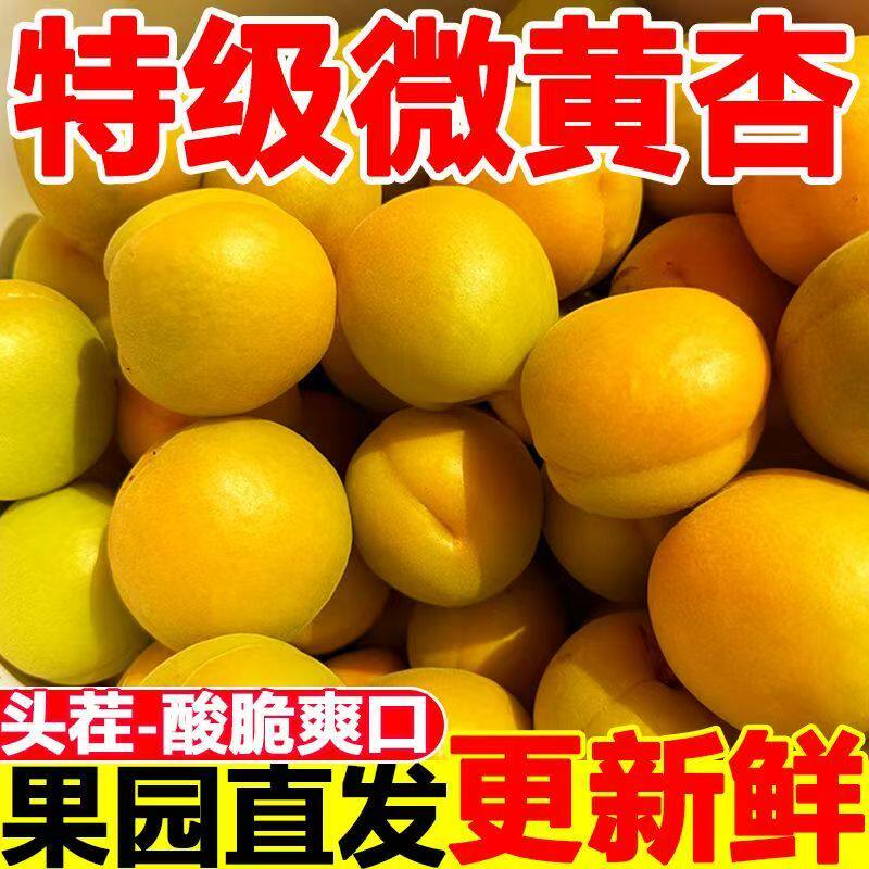 头茬微黄大黄杏新鲜酸脆微黄当季孕妇水果杏子酸脆杏应季大黄杏