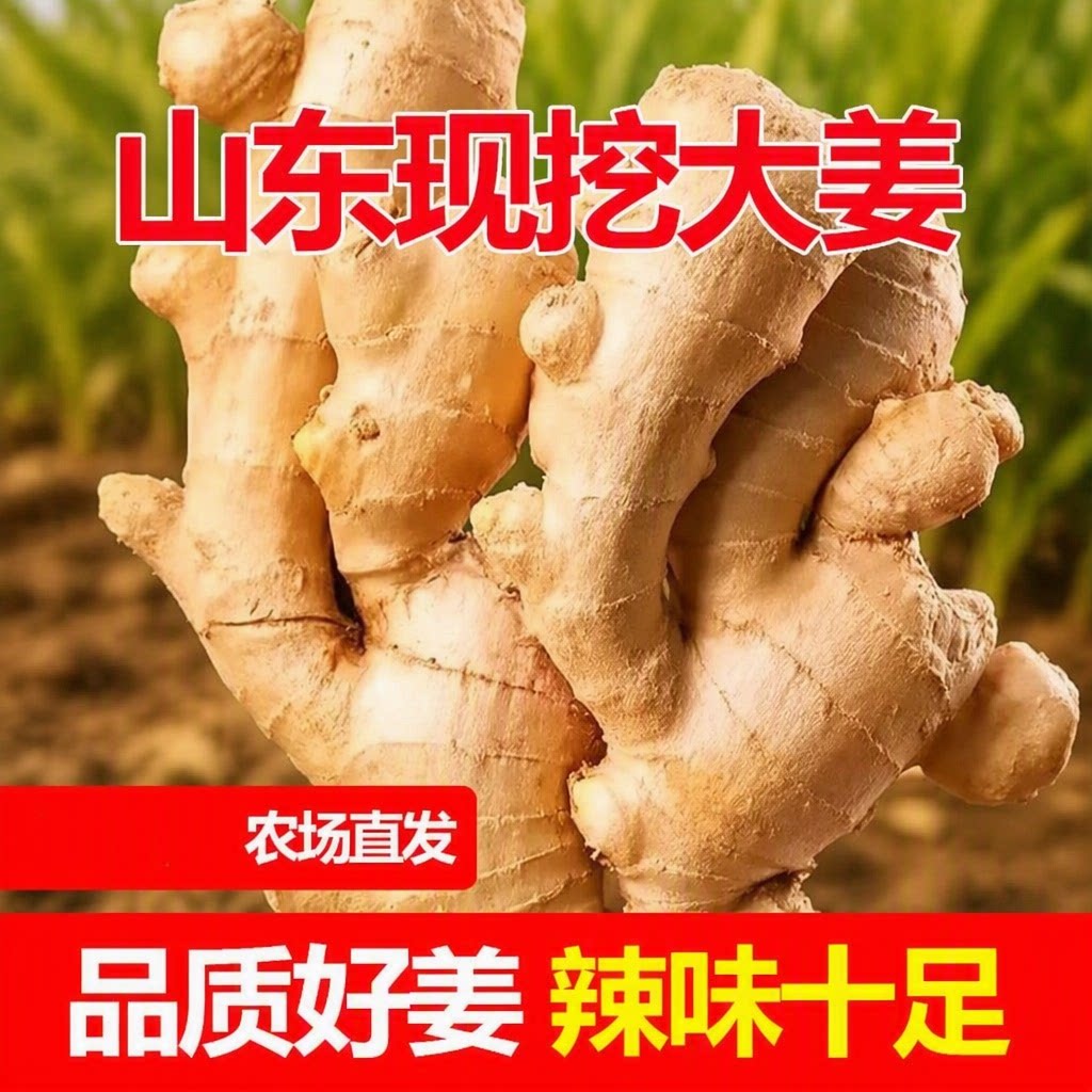 山东大姜新鲜老姜水洗无泥纯正黄月子姜生姜食用自提当季泡脚自种图片