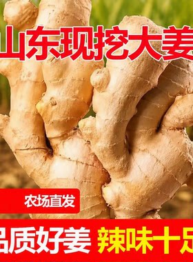 山东大姜新鲜老姜水洗无泥纯正黄月子姜生姜食用自提当季泡脚自种