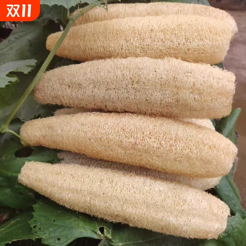 洗锅刷子丝瓜锅刷巾农家天然家用丝瓜筋茶壶垫杯垫丝瓜瓤洗碗厨房