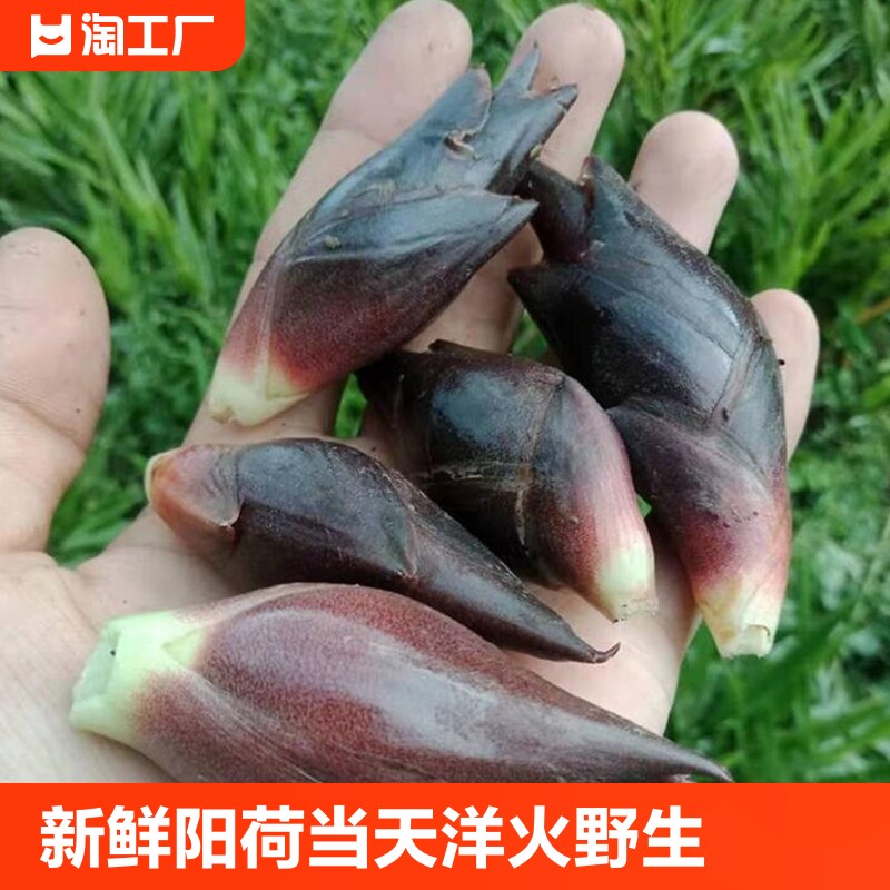 新鲜阳荷姜当天现挖阳和姜洋火姜野生阳荷洋胡姜农家蔬菜包邮
