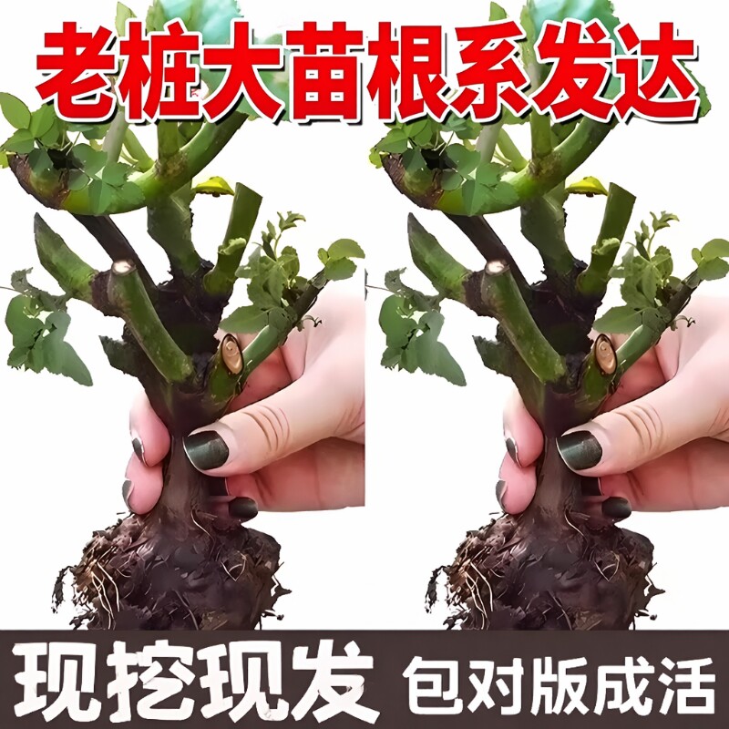 昆明直发玫瑰花苗|超2000次加购图片