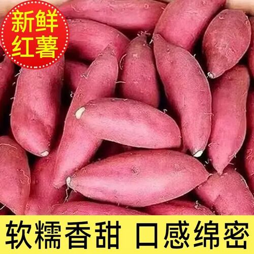 新鲜现挖板栗蜜薯软糯香甜批发价