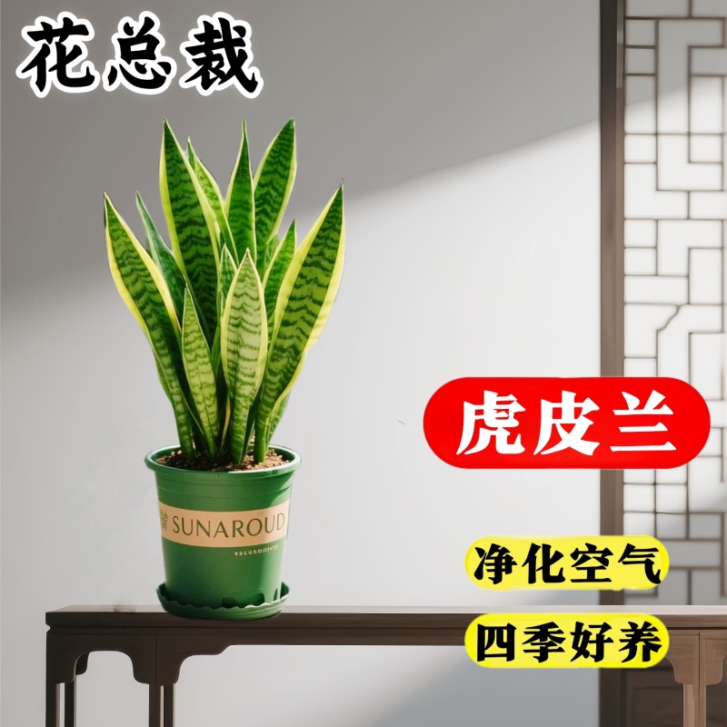 金边虎皮兰绿植客厅大花盆栽水培植物办公室内四季好养常青虎尾兰