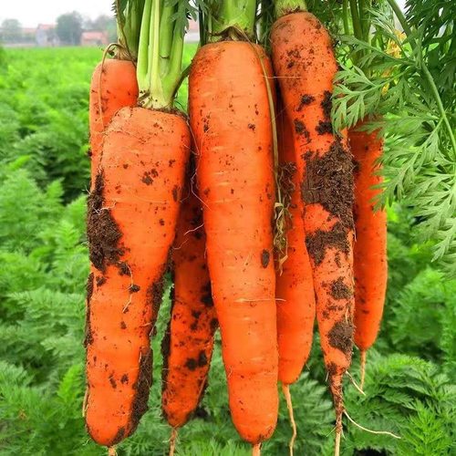 胡萝卜水果现挖现发农家新鲜胡萝卜带土红萝卜自种胡萝卜脆爽多汁