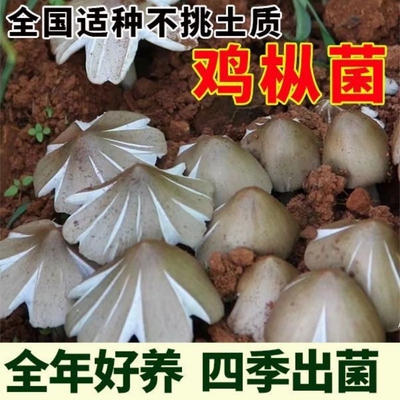 鸡枞菌草包高产菌伞把菇