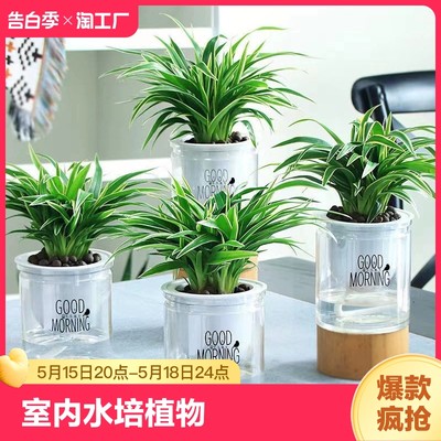 金边吊兰盆栽植物垂吊室内水培植物绿萝发财树绿植花卉小盆栽好养