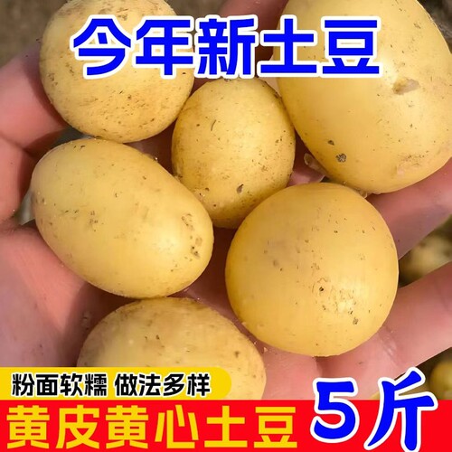 恩施高山老品种黄心小土豆
