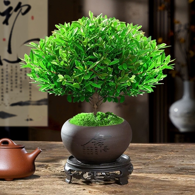 小叶赤楠老桩苗紫檀微景观