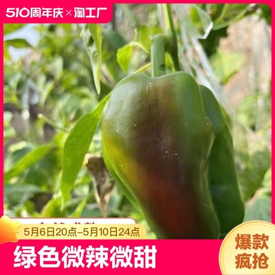 山东圆椒青椒种植绿甜椒圆彩椒生吃蔬菜轻食不辣太空灯笼圆椒