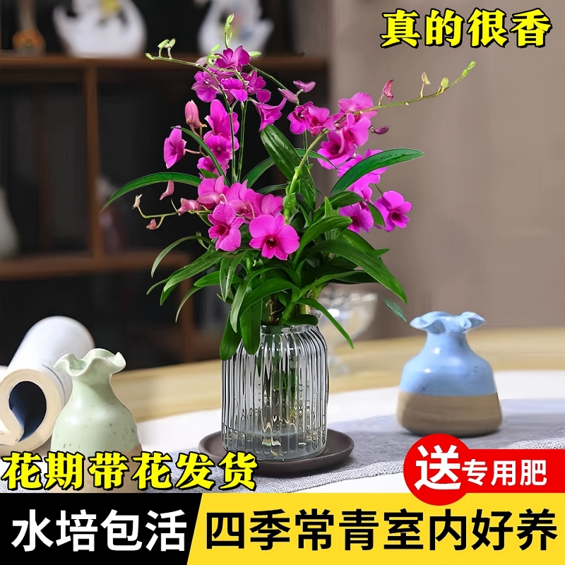 石斛兰驱蚊四季开花30天养死包赔