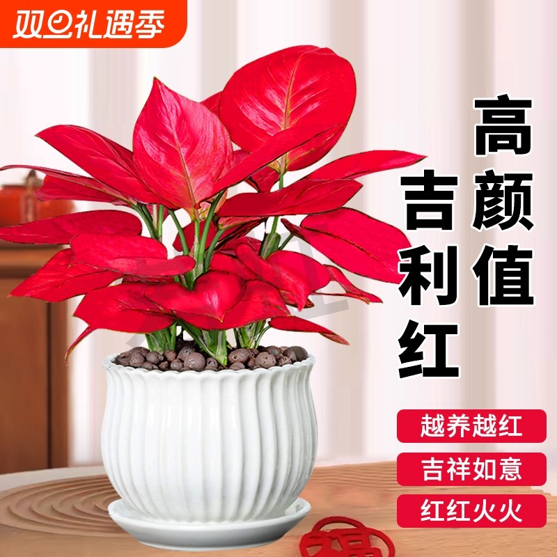 吉利红盆栽如意皇后室内旺宅花卉绿植好养桌面植物客厅摆放办公室