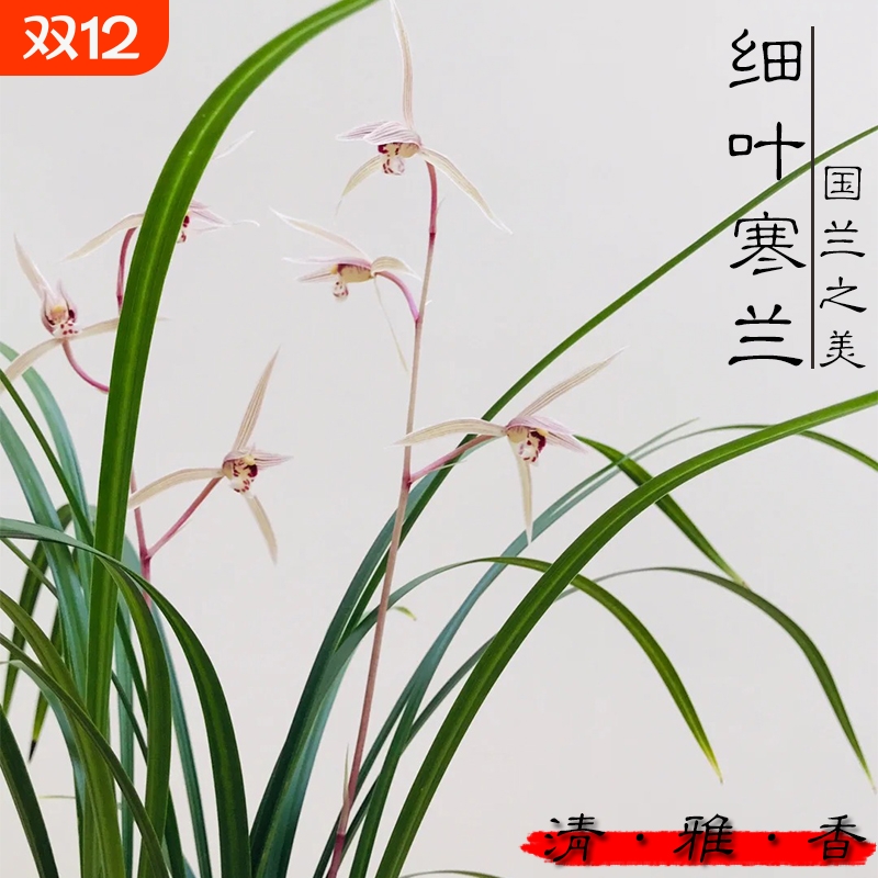 名贵兰花苗 细叶寒兰高档室内好养浓香冬带花苞桌面盆栽绿植花卉
