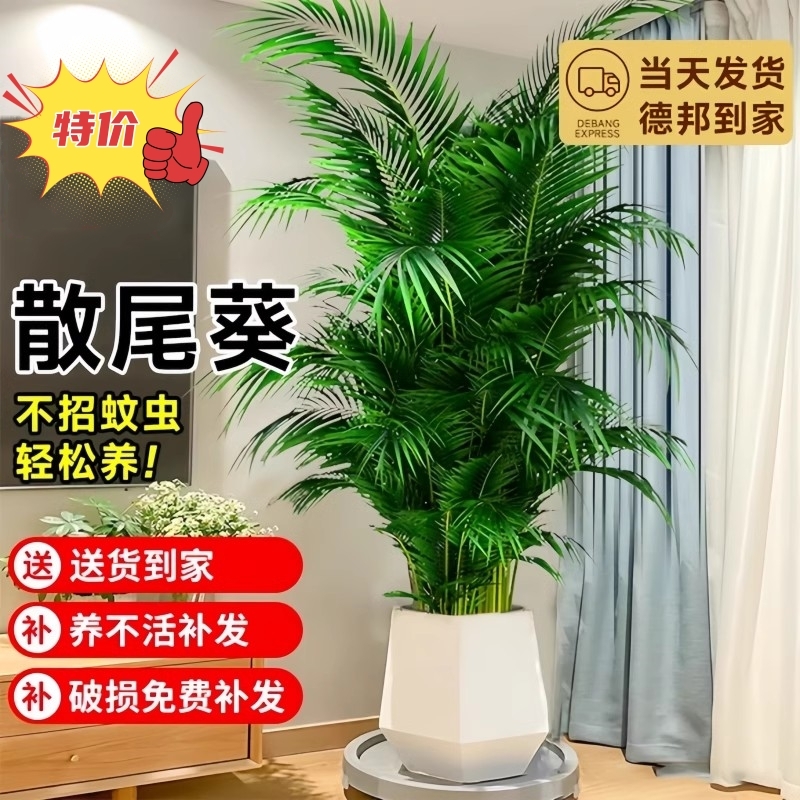 散尾葵植物盆栽客厅室内大型绿植办公室落地大号富贵椰子好养易活