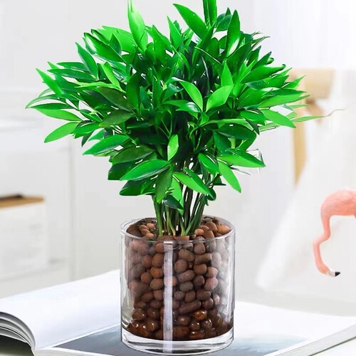 驱蚊竹柏水培植物室内水养绿植花卉盆栽办公室桌面四季常青好养活