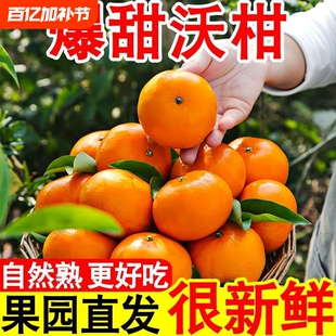 云南高山沃柑自然高甜果肉细嫩化渣多汁橘子新鲜包邮9斤当季现摘