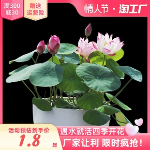 水培植碗莲物花卉室内花好养四季 开花种子籽水养荷花盆栽客厅睡莲