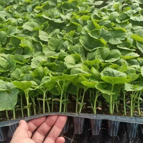 蔬菜苗大全秧苗辣椒茄子番茄黄瓜丝瓜南瓜西瓜苦瓜西葫芦西红柿苗